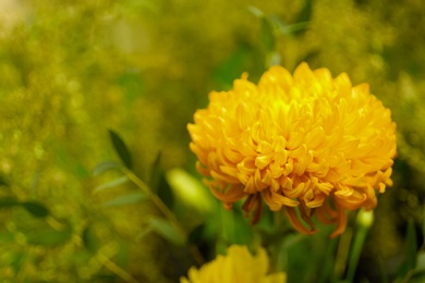 Photo of Beautiful orange chrysanthemum flower in garden, closeup