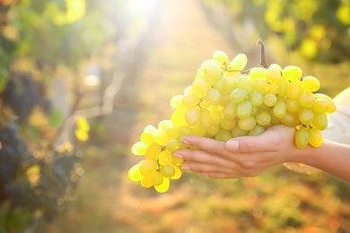 Photo of Woman holding cluster of ripe grapes in vineyard, closeup