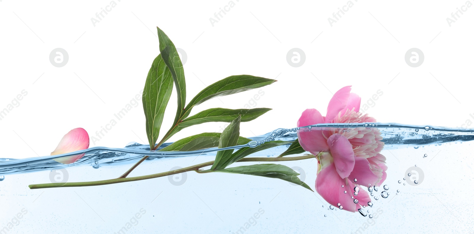 Image of Beautiful pink peony flower in water on white background