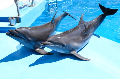 Photo of Cute grey dolphins at poolside on sunny day