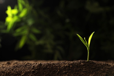 Young seedling in soil on blurred background, space for text