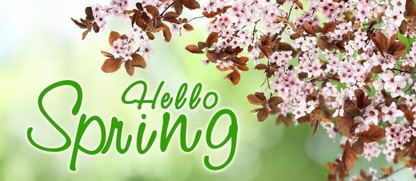 Image of Hello Spring. Tree branches with beautiful flowers outdoors, banner design