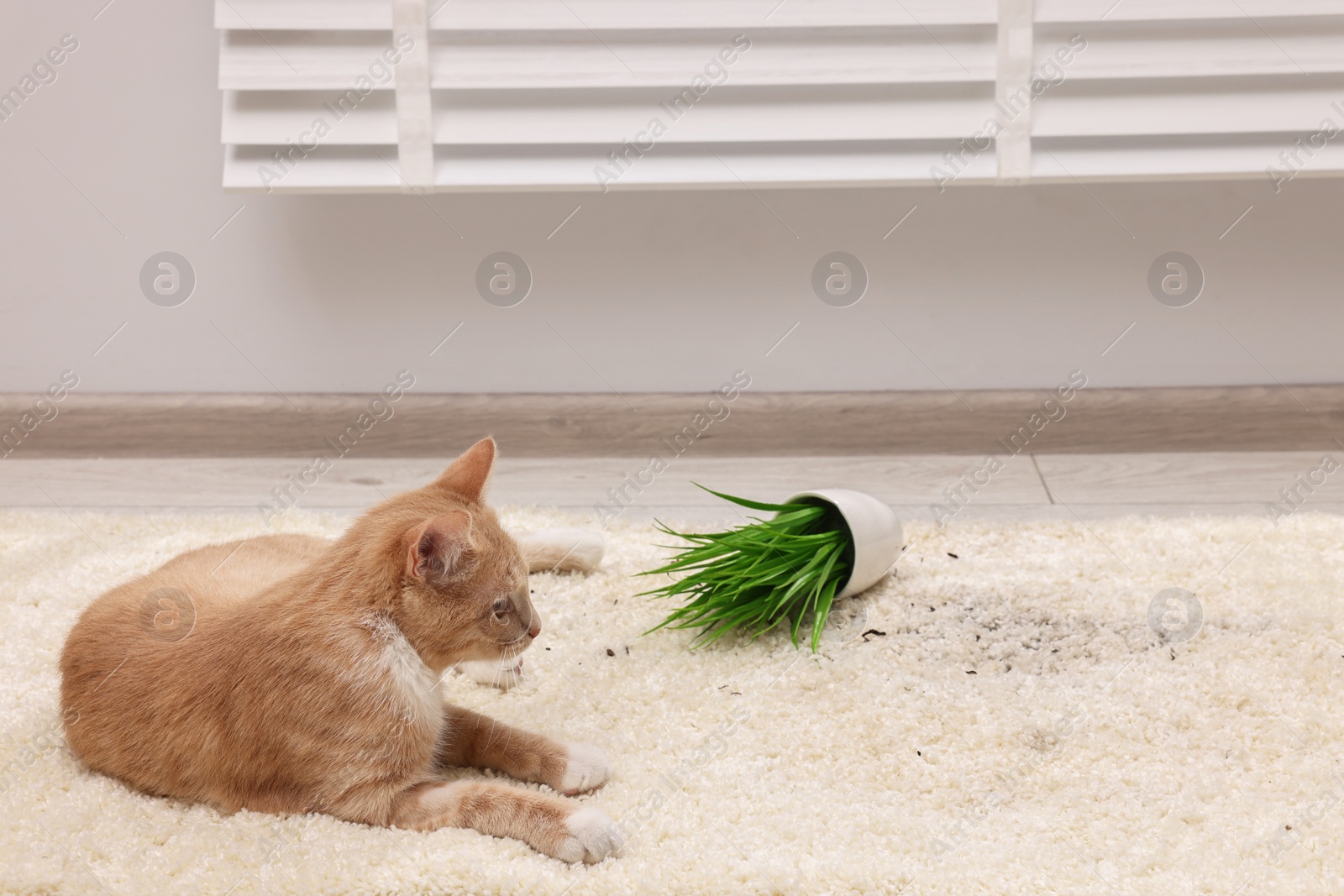 Photo of Cute ginger cat near overturned houseplant on carpet at home