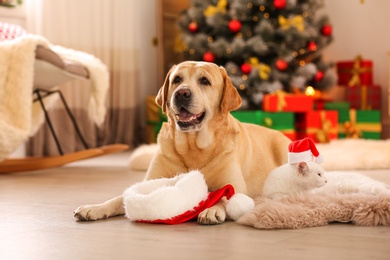 Adorable dog and cat wearing Santa hats together at room decorated for Christmas. Cute pets