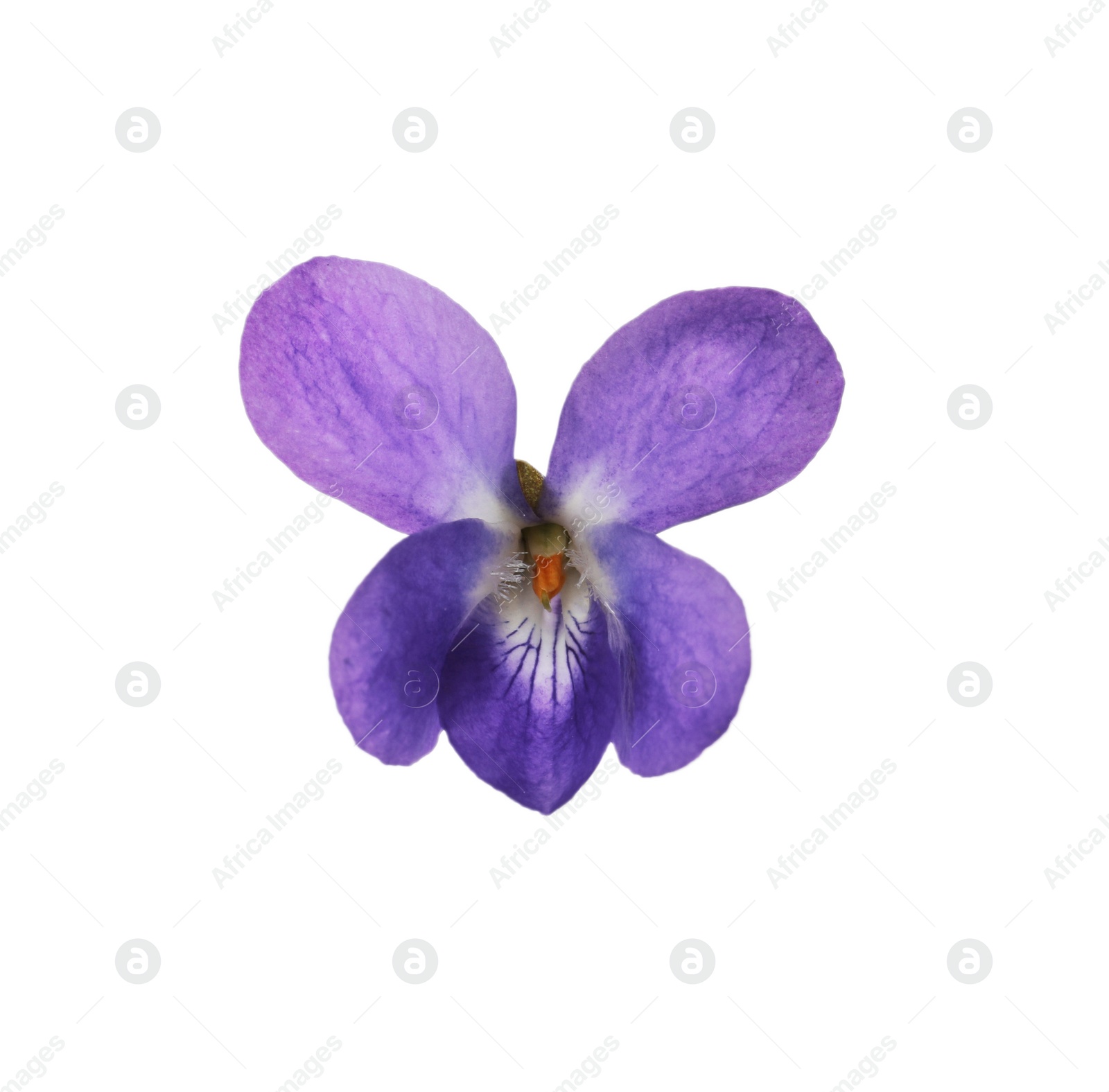 Photo of Beautiful wood violet on white background. Spring flower