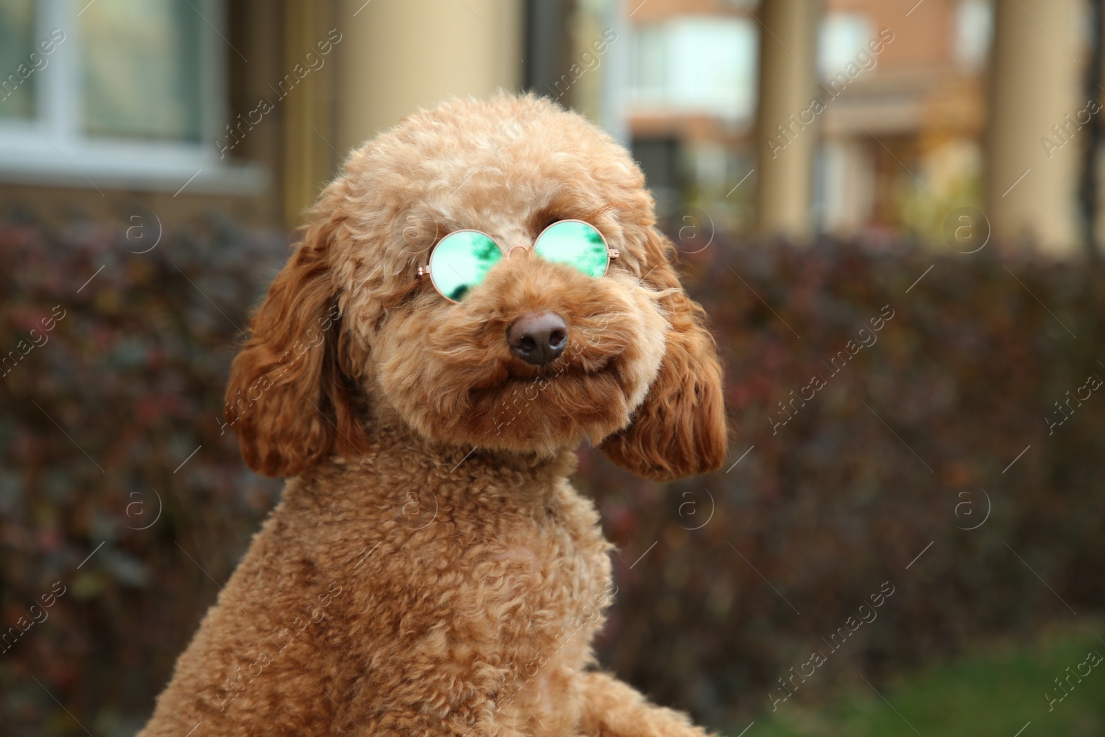 Photo of Cute fluffy dog in sunglasses on blurred background