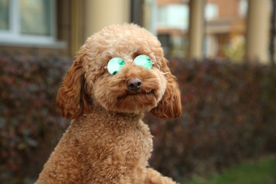 Cute fluffy dog in sunglasses on blurred background