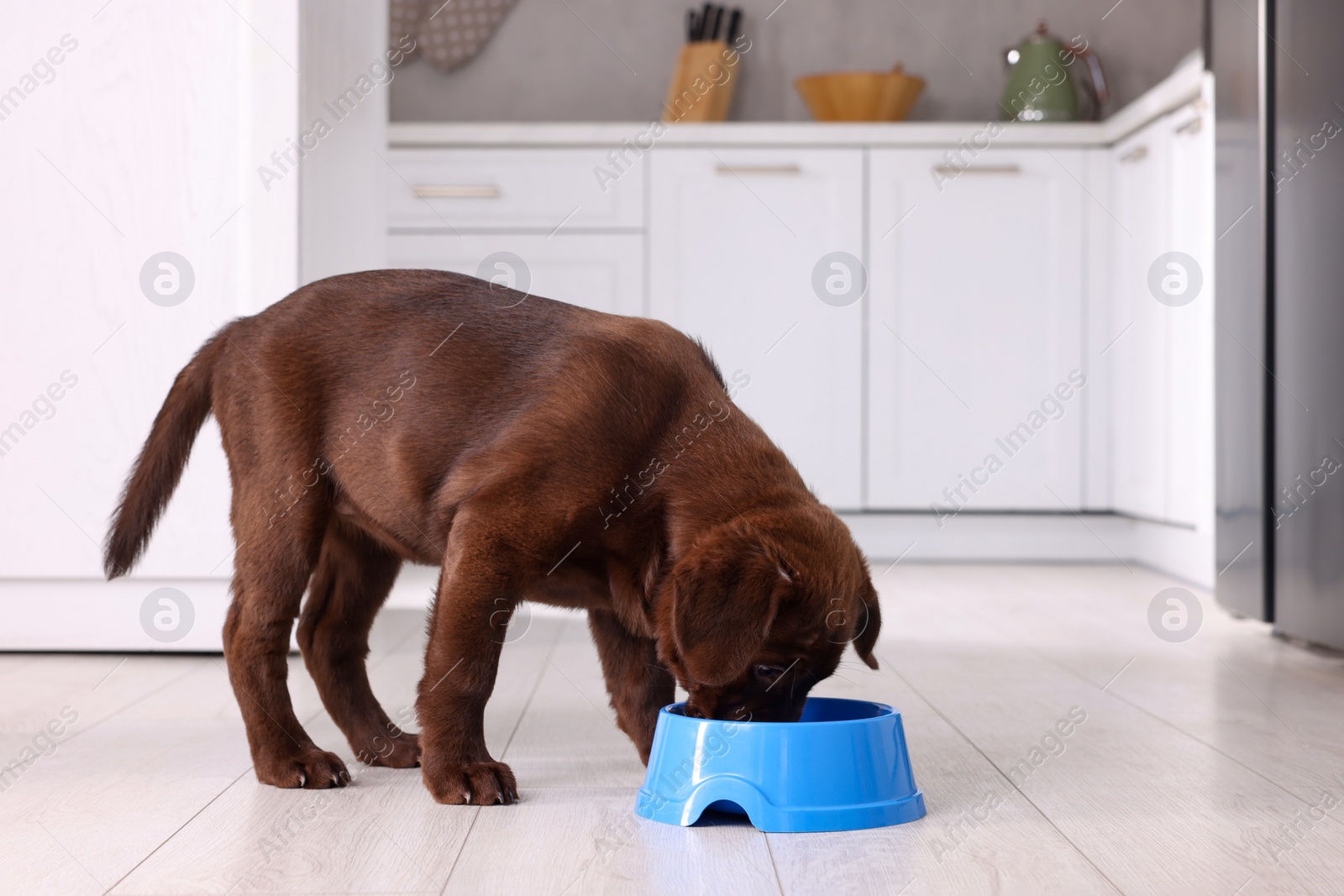 Photo of Cute chocolate Labrador Retriever puppy feeding from plastic bowl on floor indoors. Lovely pet