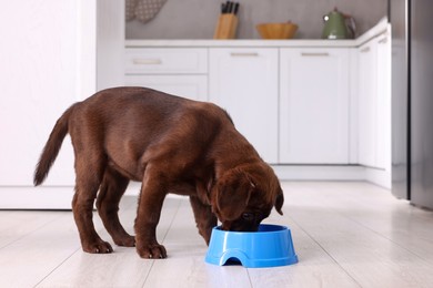 Photo of Cute chocolate Labrador Retriever puppy feeding from plastic bowl on floor indoors. Lovely pet