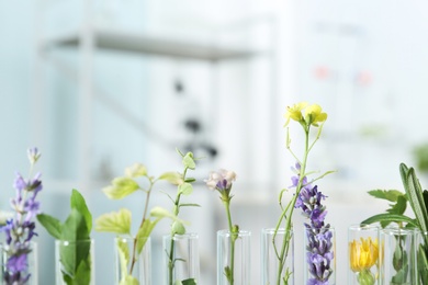 Test tubes with different plants in laboratory, closeup