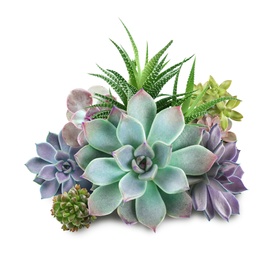 Collection of different beautiful succulents on white background