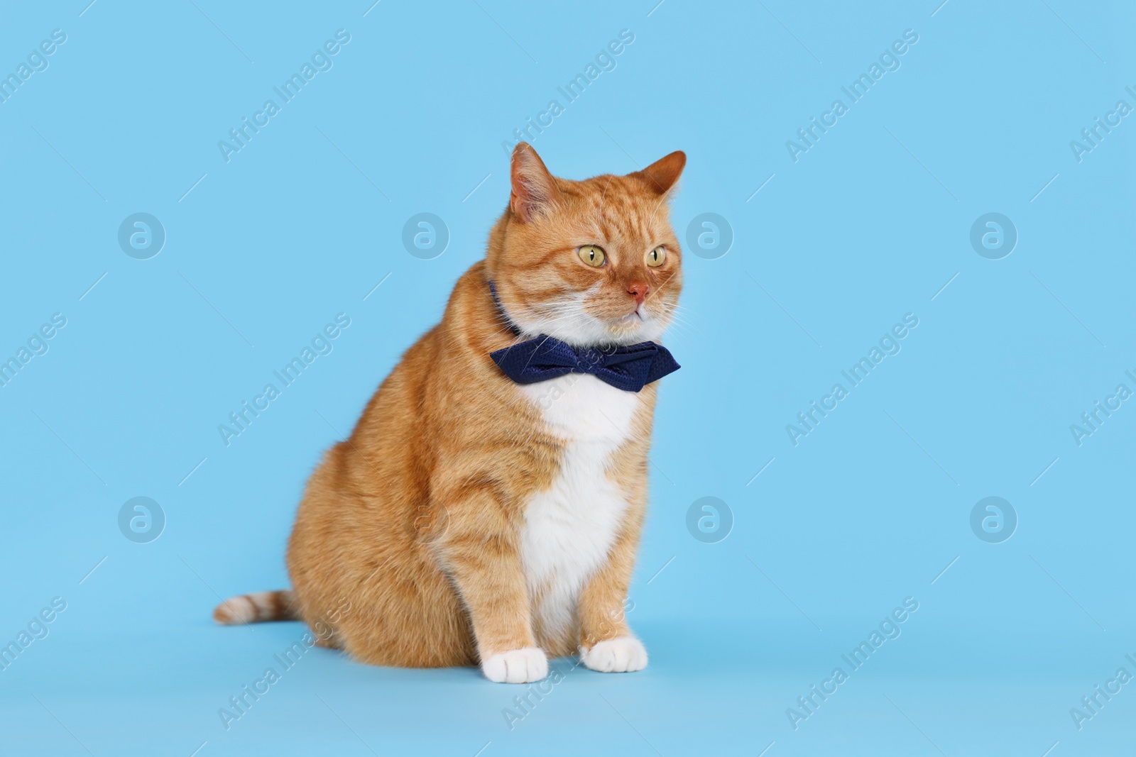 Photo of Cute cat with bow tie on light blue background