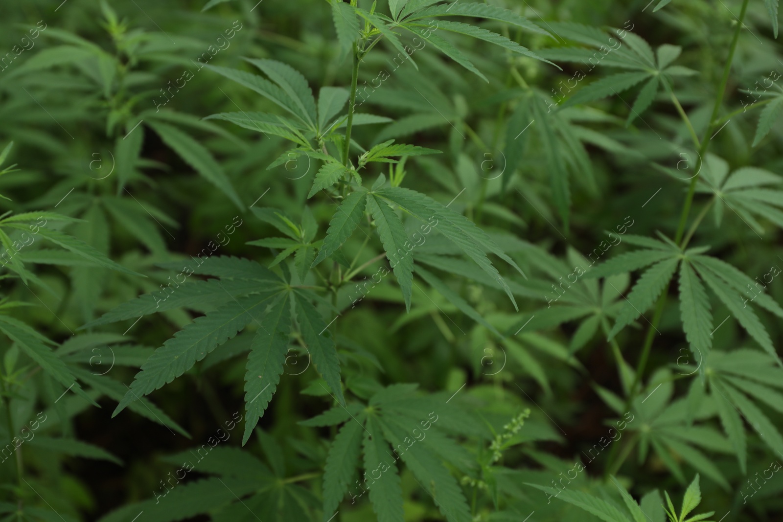 Photo of Green organic hemp plants on blurred background