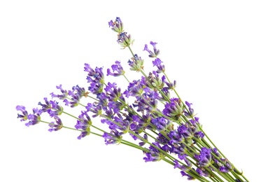 Photo of Beautiful tender lavender flowers on white background