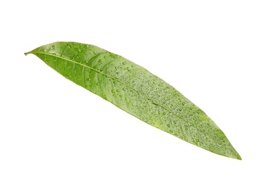 Green mango leaf with water drops on white background