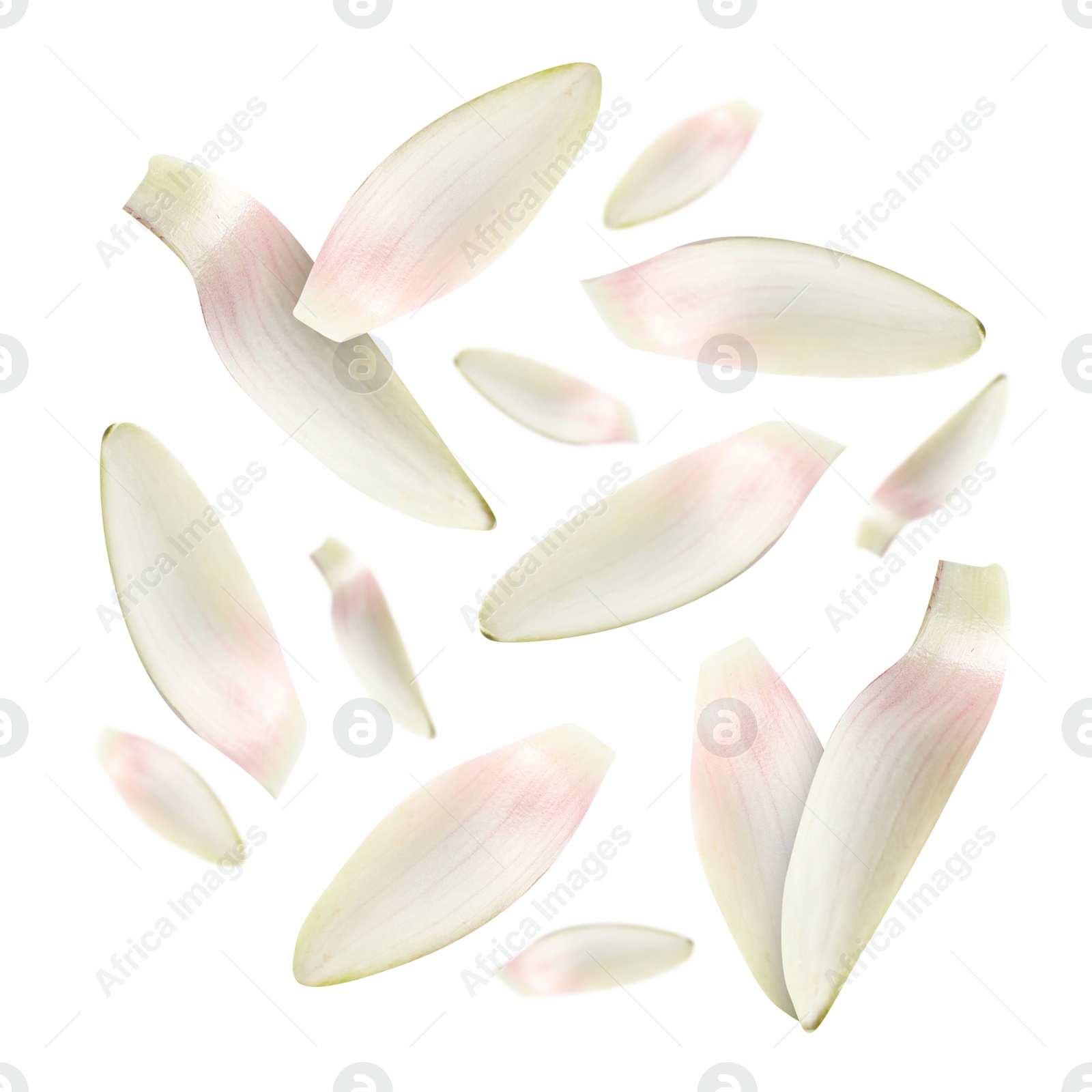 Image of Lotus flower petals falling on white background