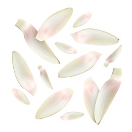 Image of Lotus flower petals falling on white background