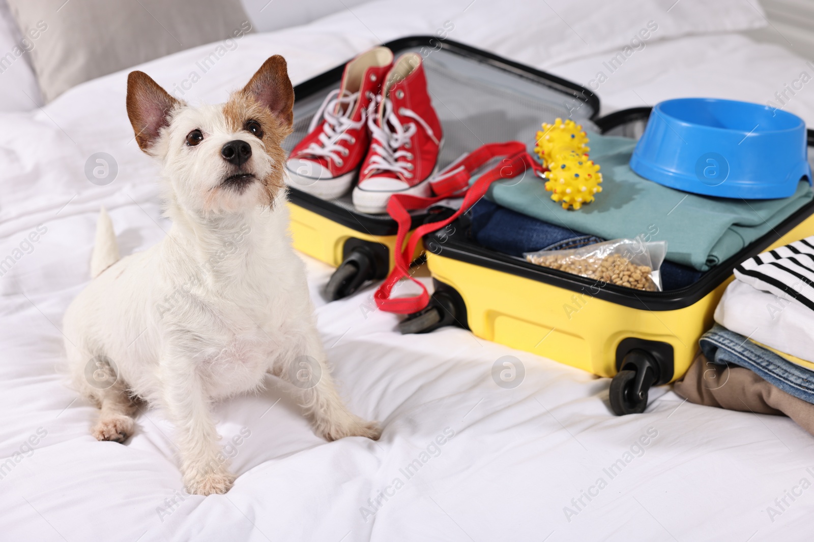 Photo of Travel with pet. Dog, clothes and suitcase on bed indoors