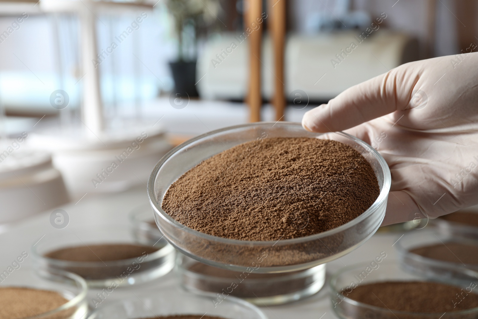 Photo of Woman holding Petri dish with soil sample over table, closeup. Laboratory research