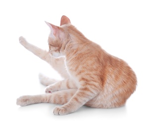 Photo of Adorable yellow tabby cat on white background