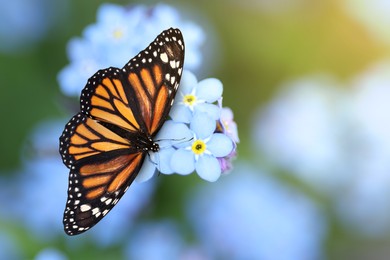 Beautiful butterfly on forget-me-not flower in garden, closeup