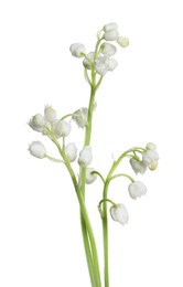 Beautiful lily of the valley flowers on white background