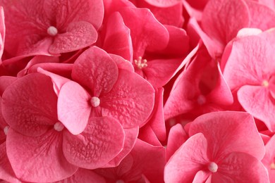 Beautiful pink hortensia flowers as background, closeup