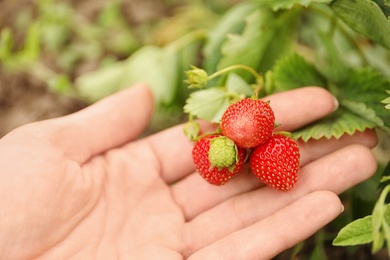 Photo of Farmer with ripening strawberries in garden