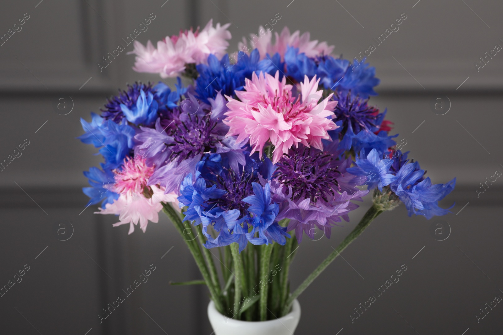 Photo of Bouquet of beautiful cornflowers in vase against grey wall, closeup