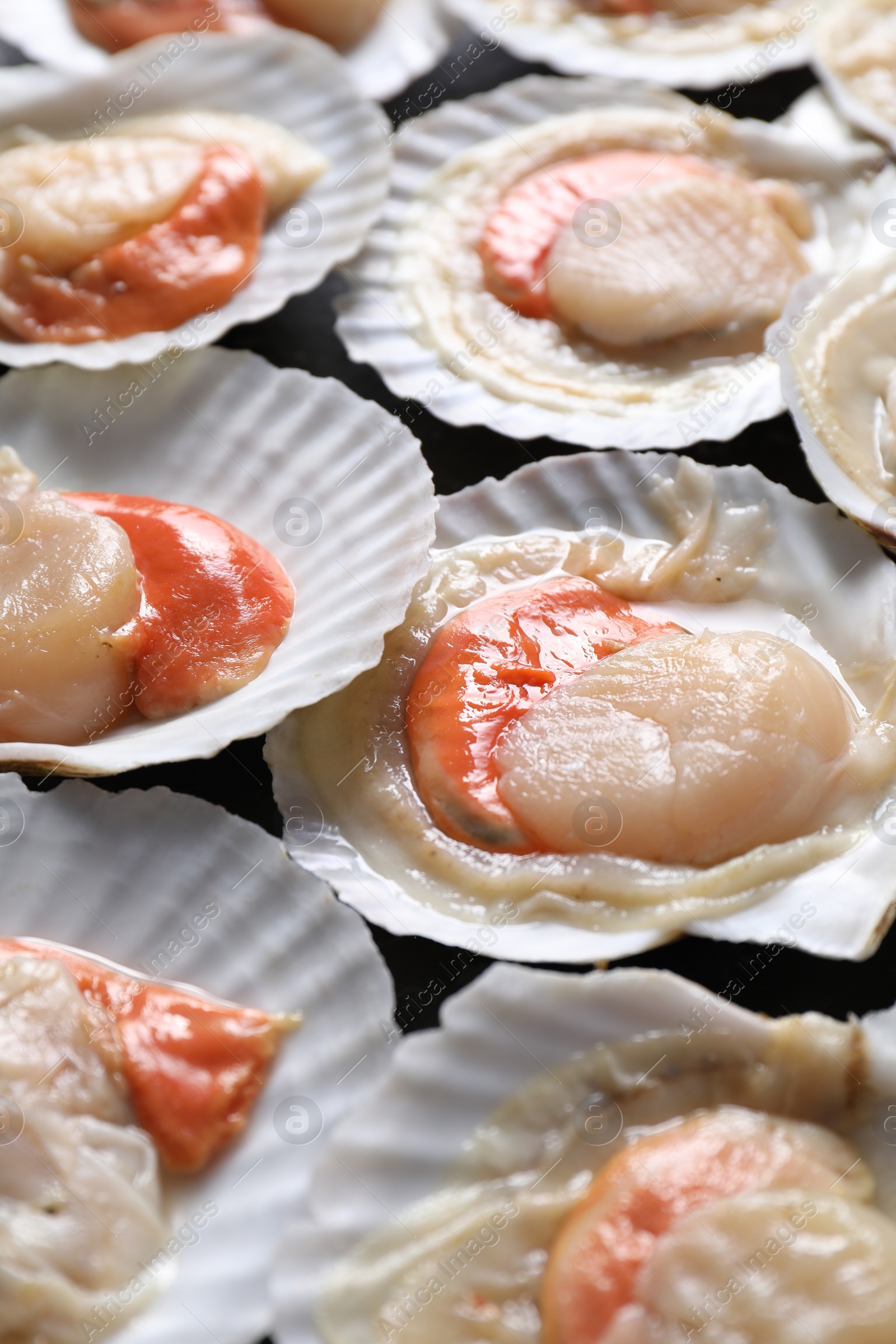 Photo of Fresh raw scallops with shells on black textured table, closeup