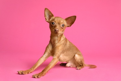 Photo of Cute toy terrier on color background. Domestic dog