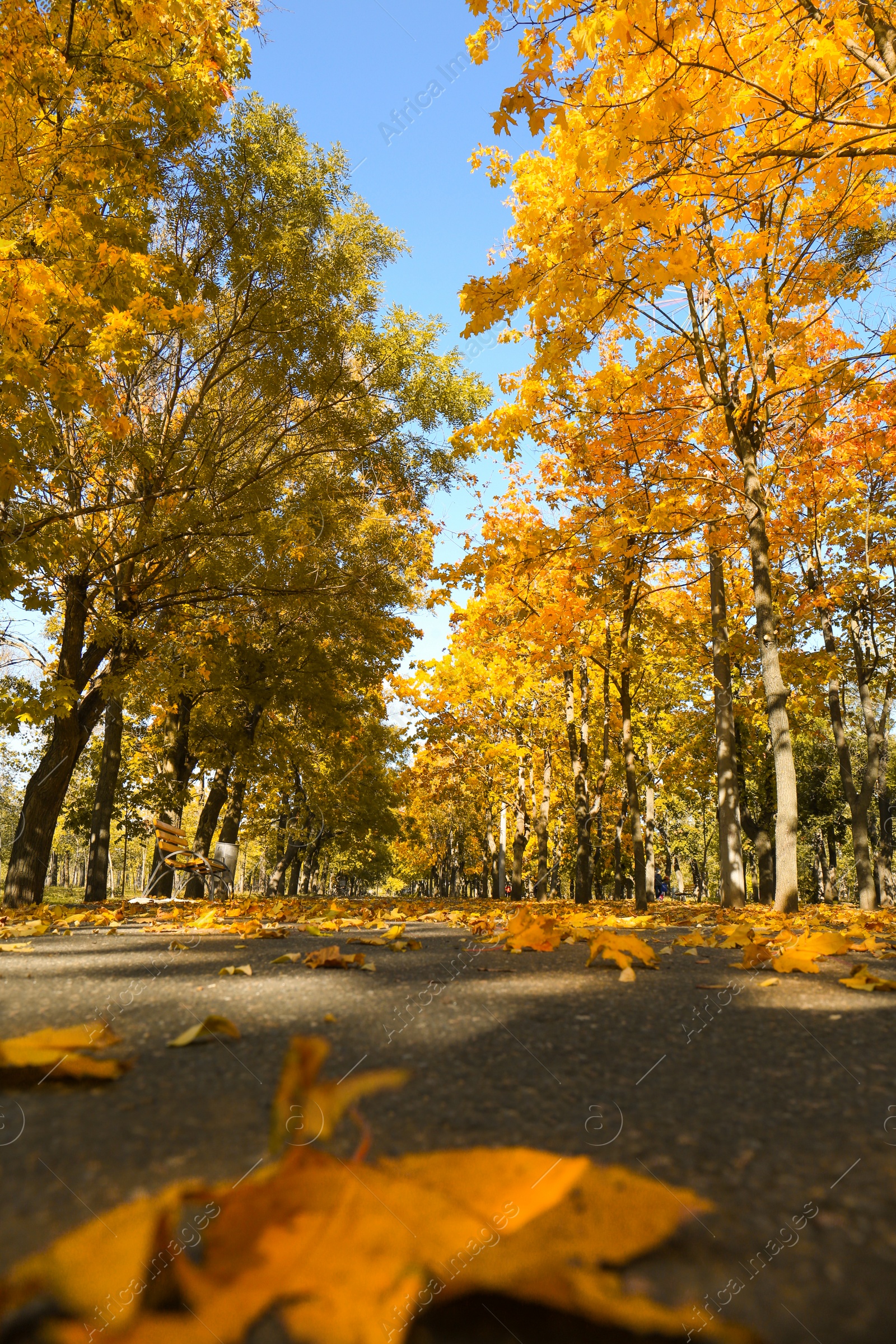 Photo of Beautiful view of autumn park on sunny day