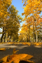 Photo of Beautiful view of autumn park on sunny day