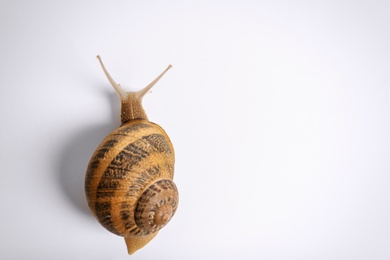 Photo of Common garden snail crawling on white background, top view