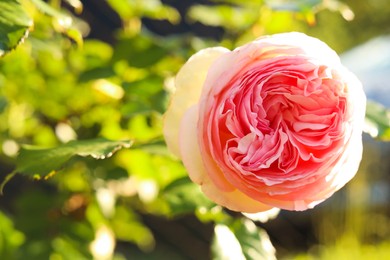 Photo of Beautiful blooming pink rose on bush outdoors, closeup. Space for text