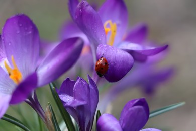 Photo of Ladybug on fresh purple crocus flower growing against blurred background, closeup