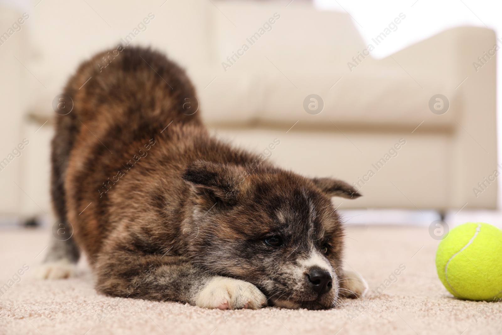 Photo of Cute Akita inu puppy with ball indoors. Playful dog