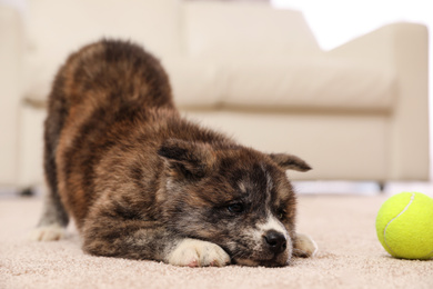 Photo of Cute Akita inu puppy with ball indoors. Playful dog