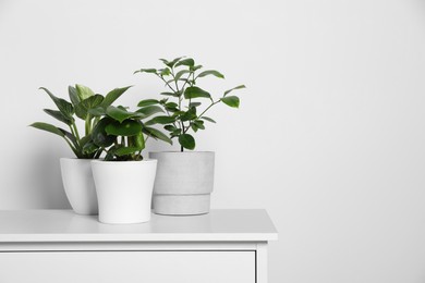 Many different houseplants in pots on chest of drawers near white wall, space for text