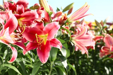 Beautiful bright pink lilies growing at flower field