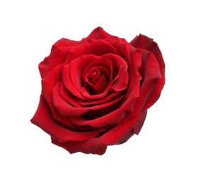 Photo of Beautiful fresh red rose isolated on white