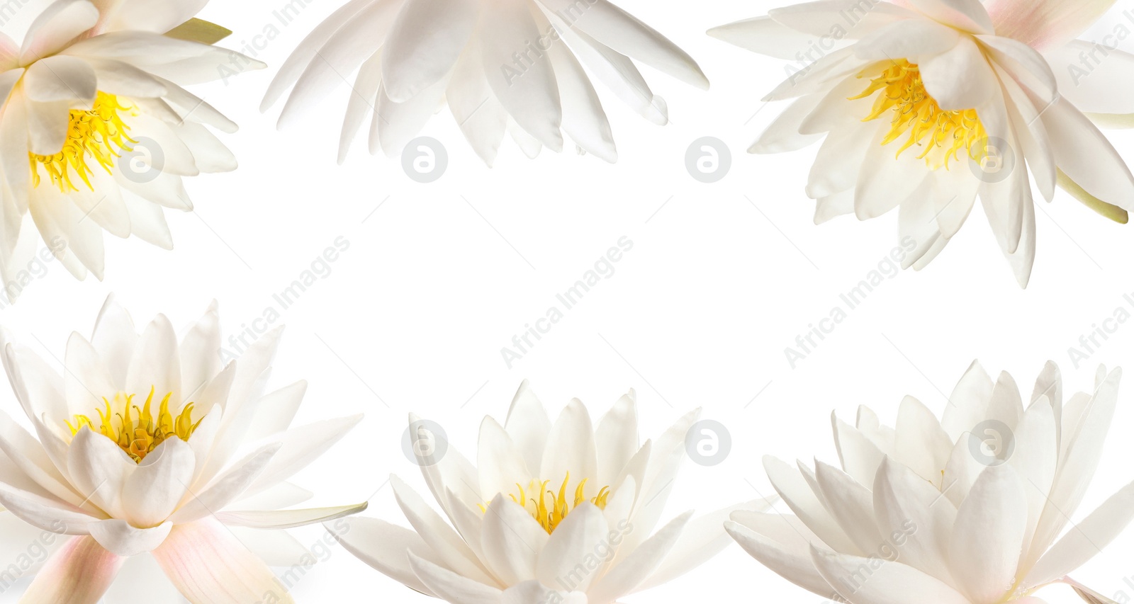 Image of Frame of beautiful lotus flowers on white background