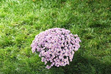 Photo of Beautiful colorful chrysanthemum flowers on green grass