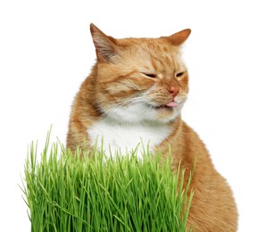 Photo of Cute ginger cat and potted green grass on white background