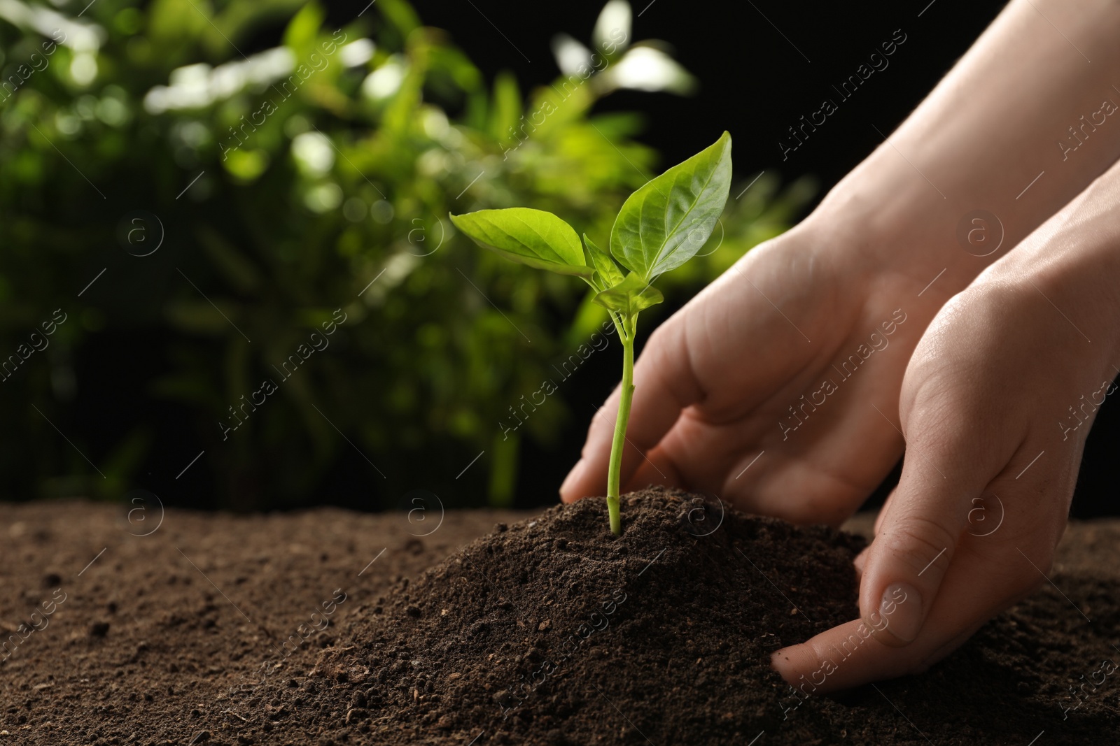 Photo of Woman planting young seedling into fertile soil, closeup with space for text. Gardening time