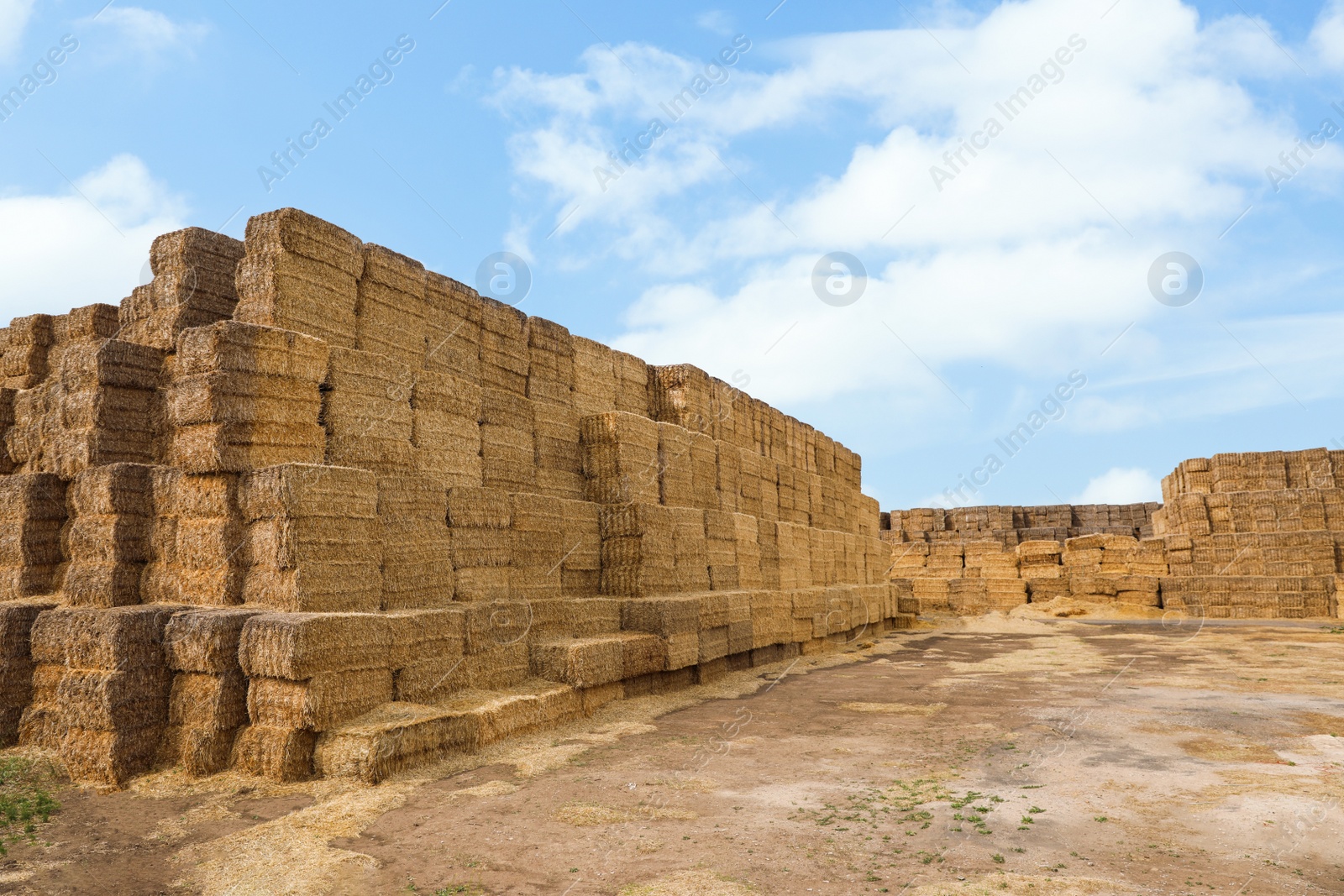 Photo of Many cereal hay bales outdoors. Agriculture industry