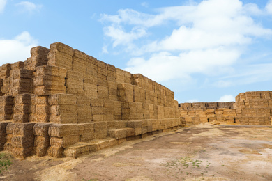 Photo of Many cereal hay bales outdoors. Agriculture industry