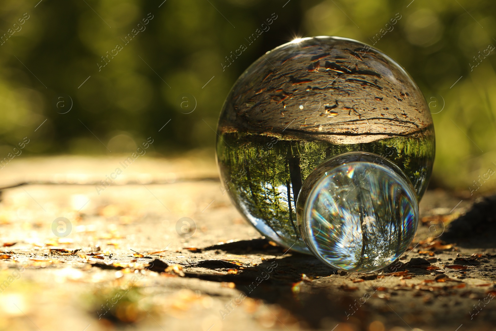Photo of Beautiful forest with green trees, overturned reflection. Crystal balls on ground outdoors. Space for text