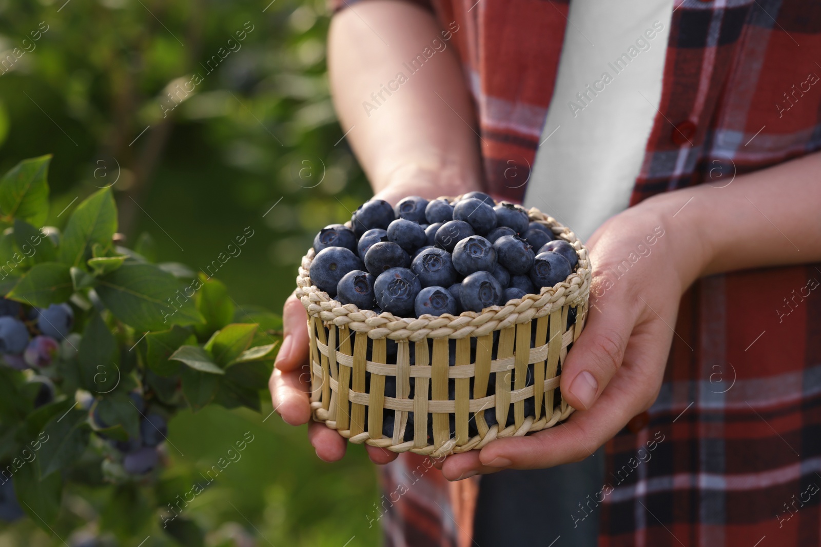 Photo of Woman with wicker bowl of wild blueberries outdoors, closeup. Seasonal berries