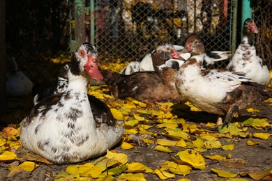 Many Muscovy ducks in farmyard on sunny day. Rural life
